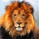 Kingom of Lions