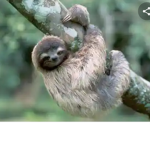 Be a sloth