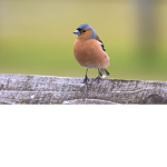 Yeet Birds