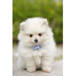 puppy:3