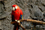parrot's