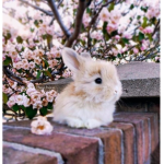 Snoopy the bunny!