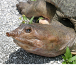 I Like Turtlesss