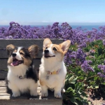 Aesthetic Puppy's Store