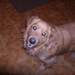 duke <3