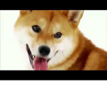 Supa Swag Doges