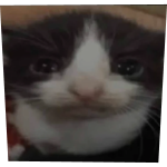 Code: CATSAD