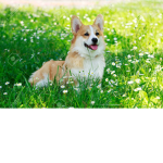 I love corgi
