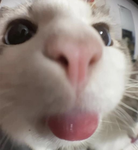 cats!!!1!