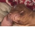 Rueben the dog!