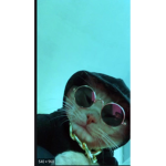 The Gucci Cats Official Club