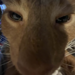 meow108