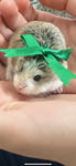 MarshmallowTheHammy7