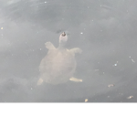 Flamingo/Albert likes turtles