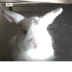 Snowball Da Bunny