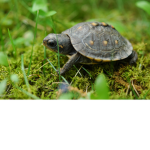 The Official Turtles