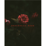 ~*Aesthetic Rose*~
