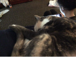 CATTT_