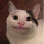 Beluga is goated