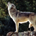 wolf likers