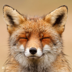 fox~