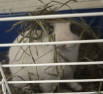 lychee my bunny