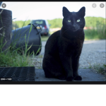 Cat_Army!