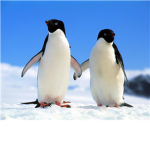 Teh penguin fan club