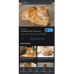 Kitty's unite