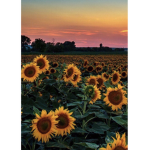 Sunflower x squad