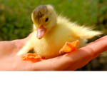 -Ducki Squad-