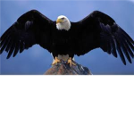 RE (Roblox Eagles) Just Call it That