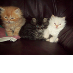 KITTEN LOVERS :)