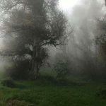 ritualsz