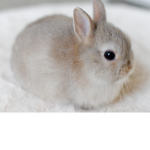 Bunny fan club<3