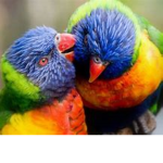 The Bird Palace