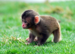 Monkey misiones