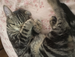 THE_HELLCAT_BOYS