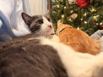 My cat Astro