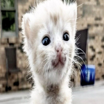 KATAKOMBA
