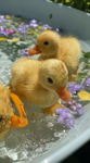 _Flying_Ducks_
