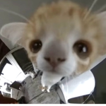 Cute_a