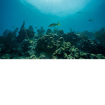 The ocean wonders
