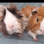 MisterFlauschi Group