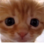 Robux LuigiPets