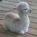 llama girlsss