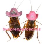 THE PREPPY ROACHES