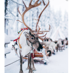 Reindeers team