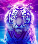 ***Tiger Gang!***