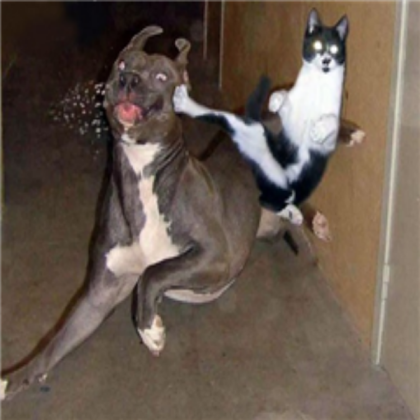 Cat & Dog Roblox decal